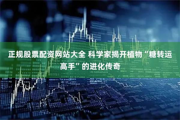 正规股票配资网站大全 科学家揭开植物“糖转运高手”的进化传奇