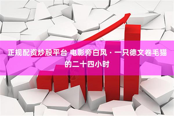 正规配资炒股平台 电影旁白风 · 一只德文卷毛猫的二十四小时